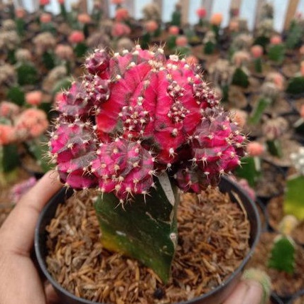 kaktus gymno blackpink indukan grafting+pot