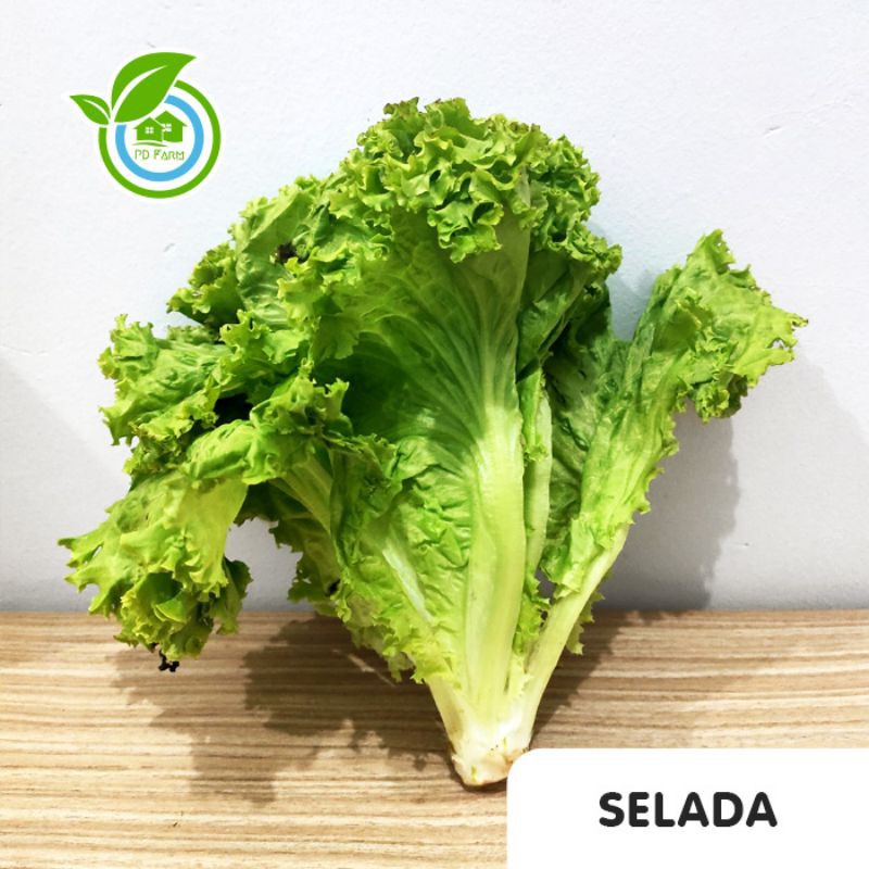 

Selada Hijau (200gram)