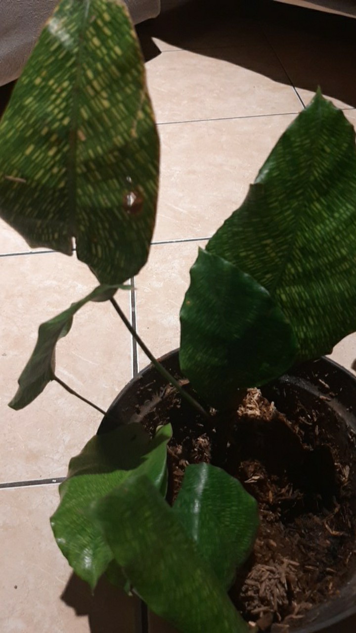  Calathea  musaica network bibit tanaman hias bunga 