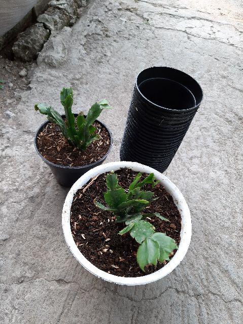 Kaktus Sekulen Kepiting