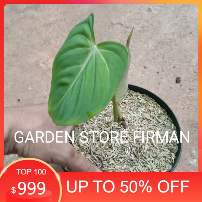 bibit tanaman hias philo gloriosum/pohon philo gloriosum daun 1-2 daun