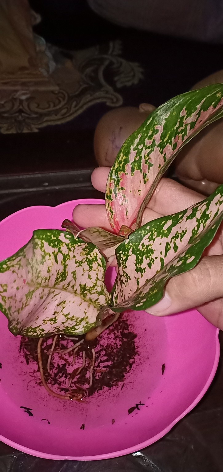 Aglonema Srikandi Thailand