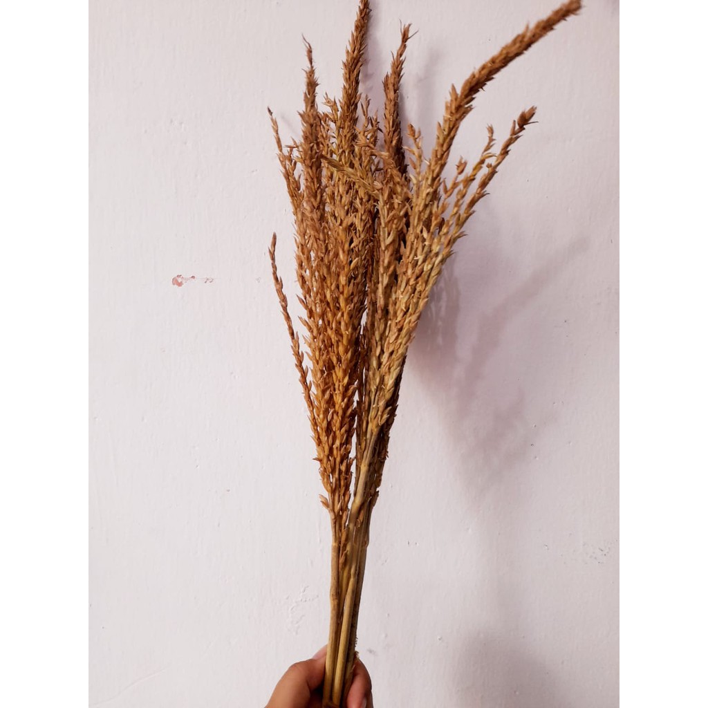 

Bunga Jagung Kering