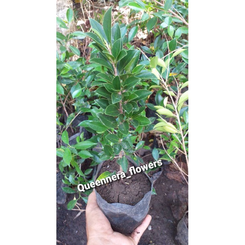 ( BISA COD ) TANAMAN HIAS BIBIT BONSAI FICUS ELEGAN