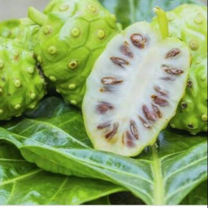 

BUAH MENGKUDU/BUAH PACE SEGAR