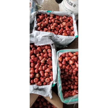 

jambucitra