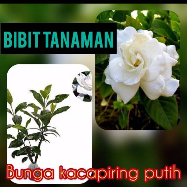 Bibit Bunga Kaca Piring Putih atau Kaca Piring Bali
