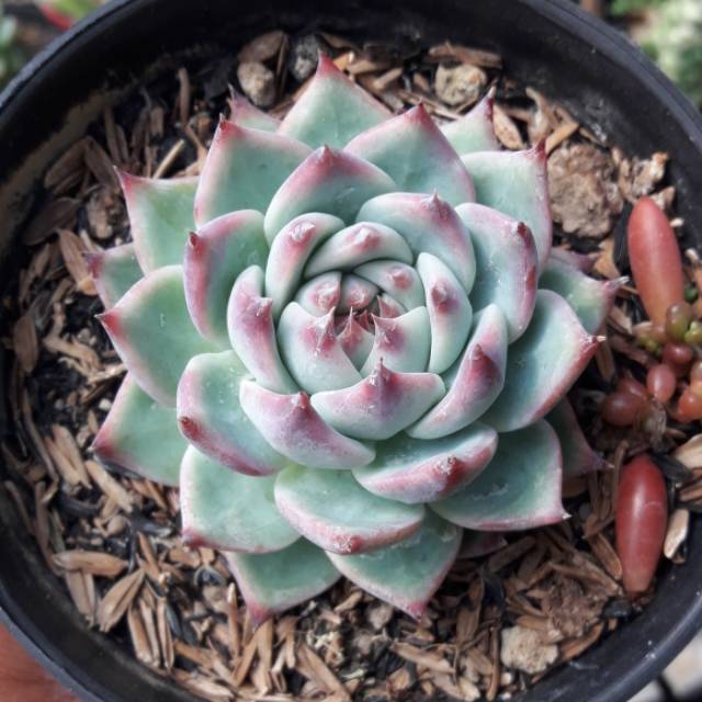 Echeveria colorata/chihuahuaensis