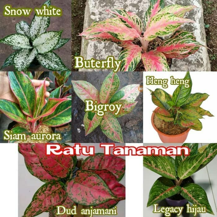 Paket 7 bonggol tunas bibit Bunga Aglonema _Pusat_Benih_Store18 __