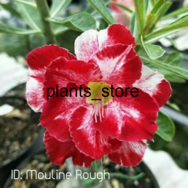 

Bibit Bunga Kamboja Adenium Mouline Rough plants_store