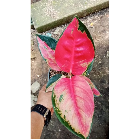 aglonema suksom jaipong jumbo