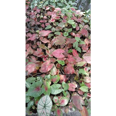 keladi hybrid ori biji keladi murah