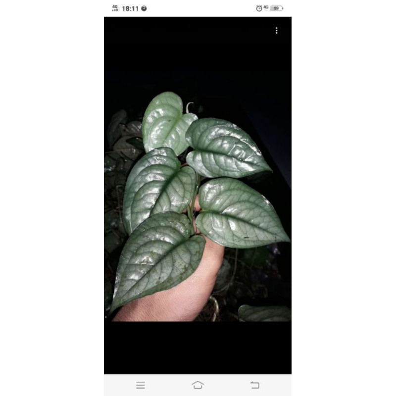 scindapsus lucens/tanamanhias