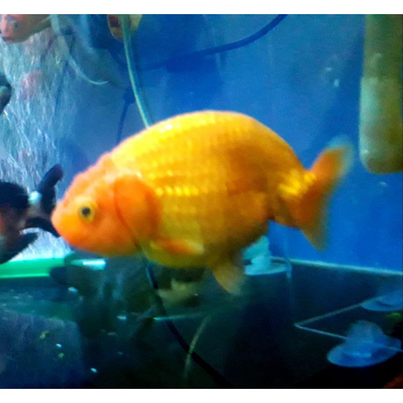 Ranchu Buffalo Kriwil