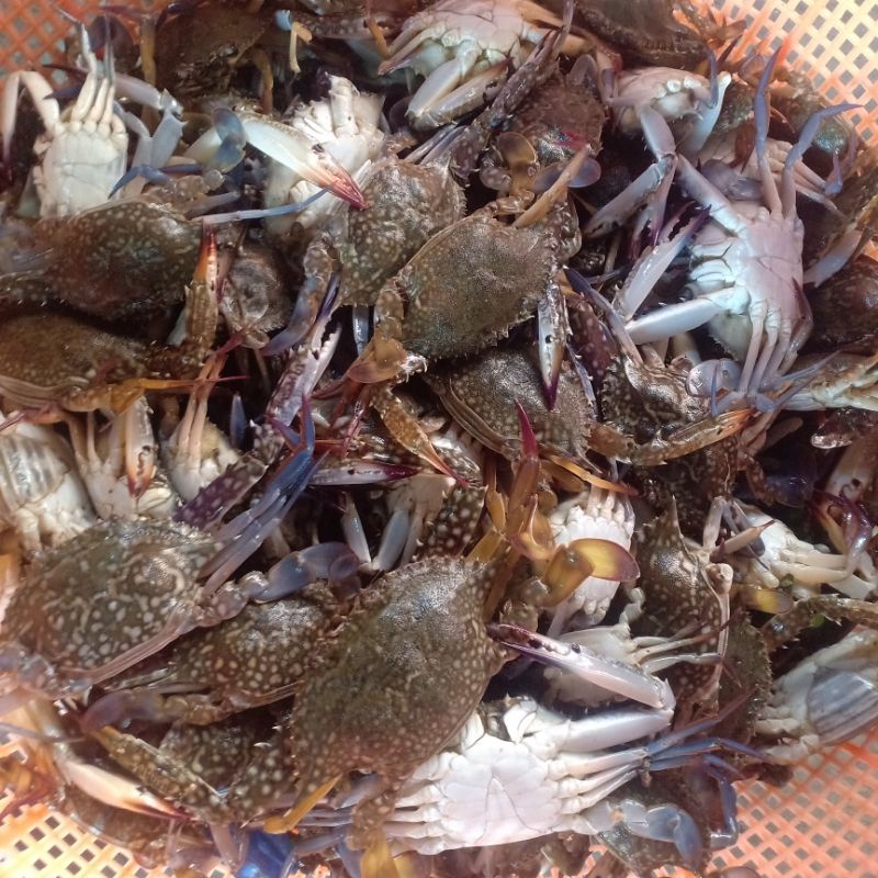 

baby crab rajungan