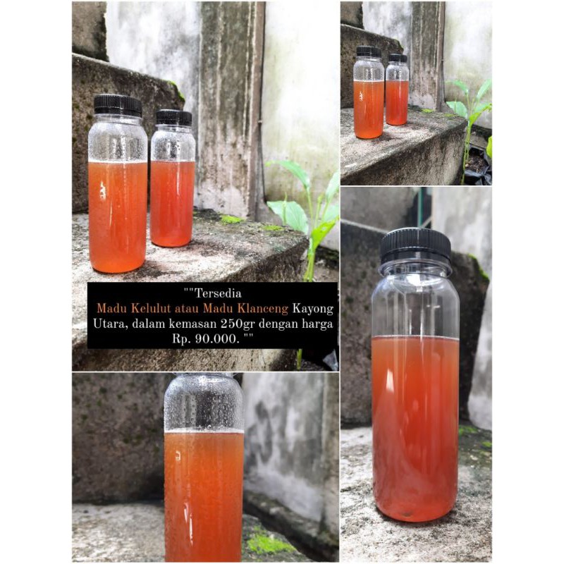 

MADU KELULUT KALIMANTAN
