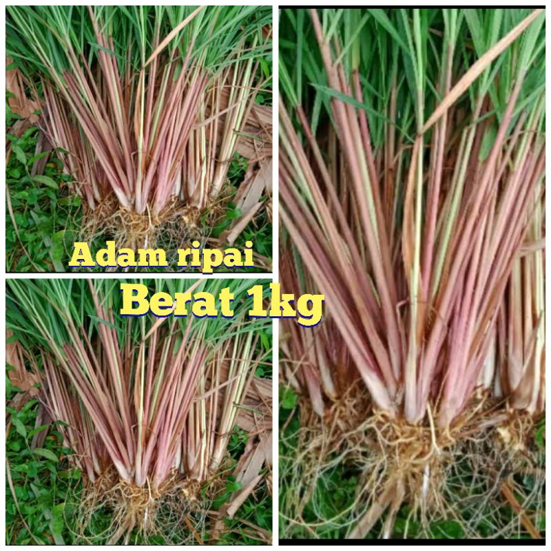 

serai merah 1 kg