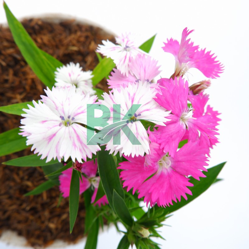 Bunga Hidup Tanaman Hias Murah Asli Dianthus bicolor Bergaransi - Bibit bunga anyelir pink putih BAKUL KEMBANG