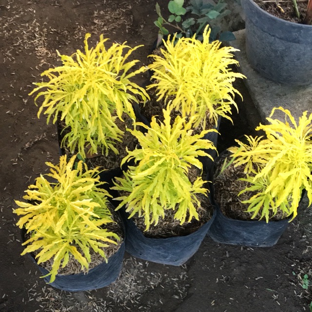 Bunga brokoli kuning