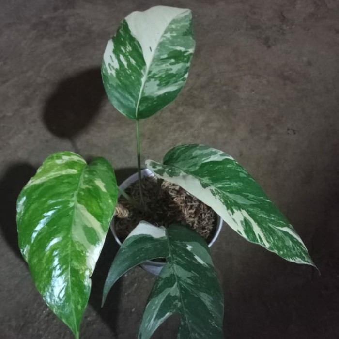 epipremnum variegata