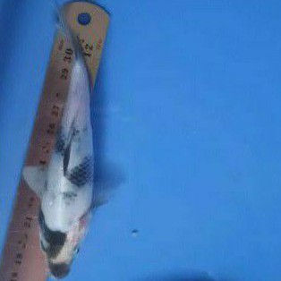 ikan koi shiro dari indukan Import F1 oleh breeder ternama