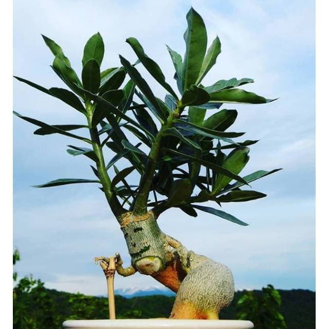Bibit tanaman adenium bonggol besar bahan bonsai kamboja jepang