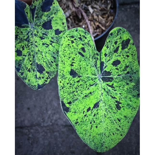 Colocasia Mojito