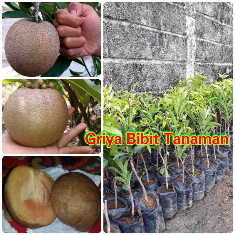 BIBIT SAWO JUMBO - BIBIT SAWO JUMBO VIETNAM - BIBIT SAWO VIETNAM Griya Bibit Tanaman