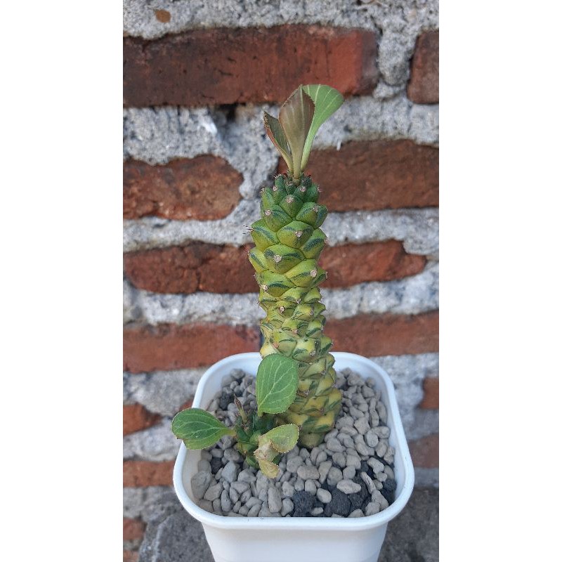 

Monadenium