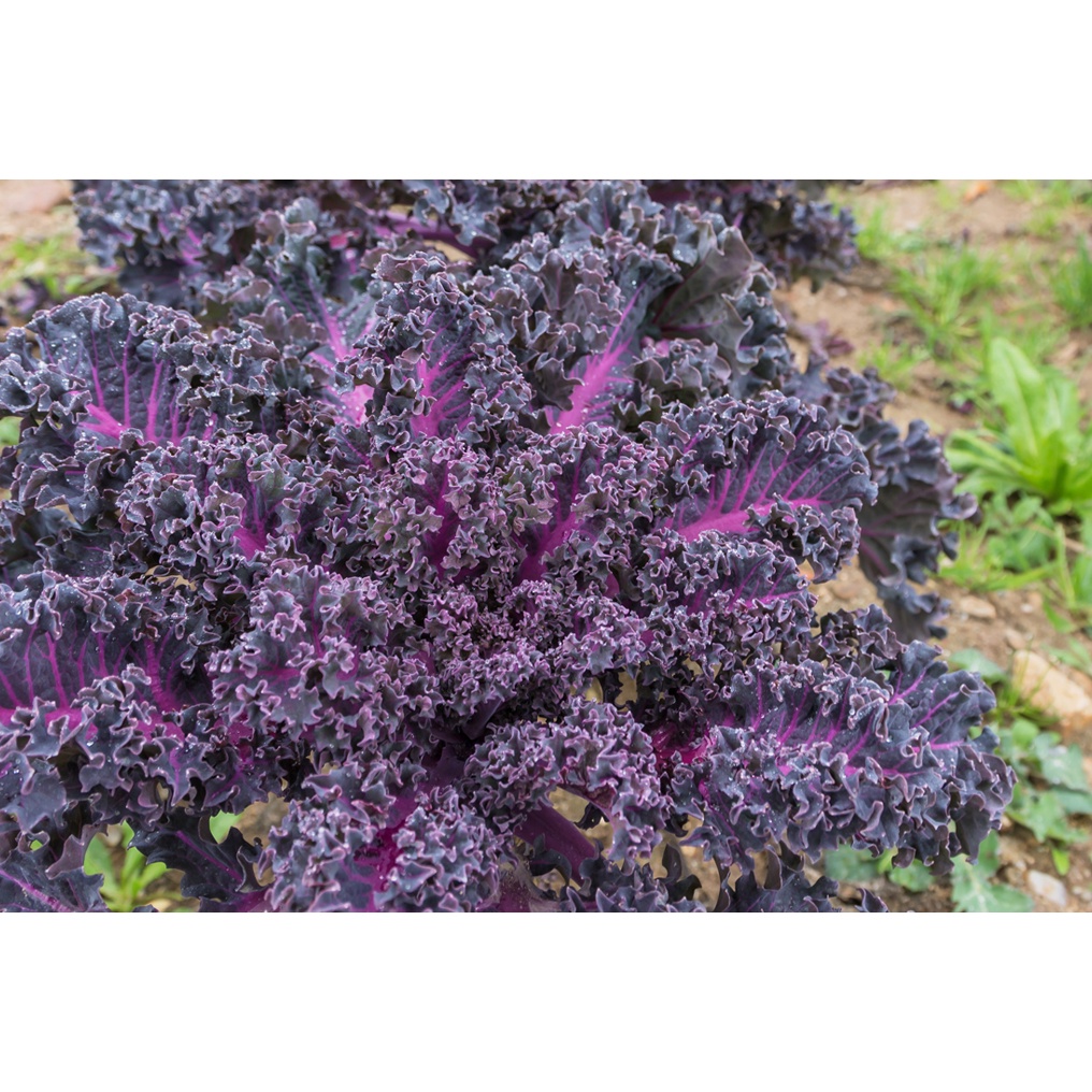 Benih Bibit Biji - Kale Borecole Curly Scarlet (Brassica olearcea acephala) Seeds - IMPORT