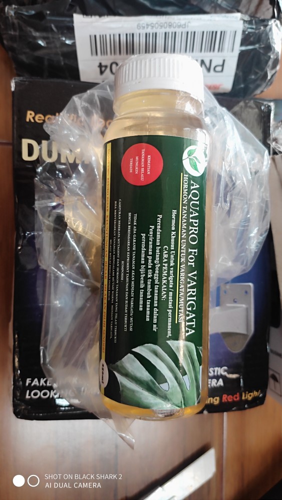 Hormon Variegata Tanaman Monstera Dll