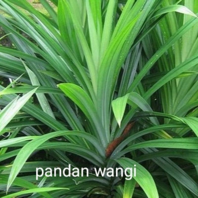 pandan wangi bibit pandan wangi daun pengharum penyedap masakan berkualitas