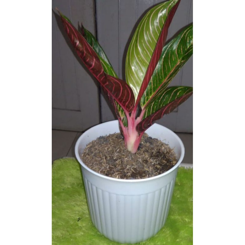 (harga termurah) PROMO Dahsyat aglonema red sumatra / aglaonema red dan black sumatera