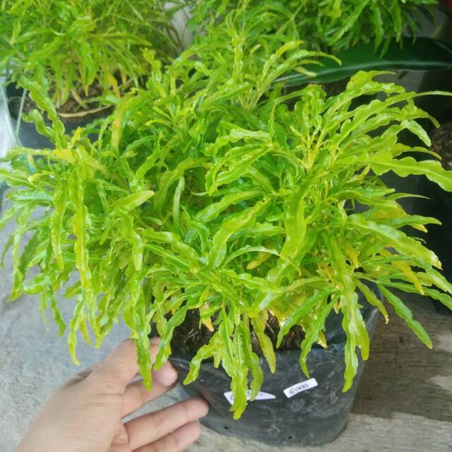 

Brokoli