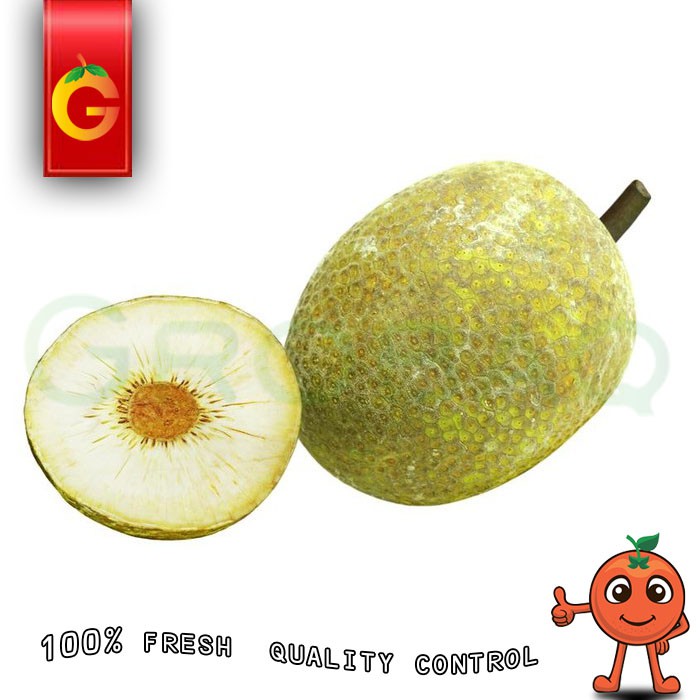 

BUAH SUKUN FRESH PER-BUAH