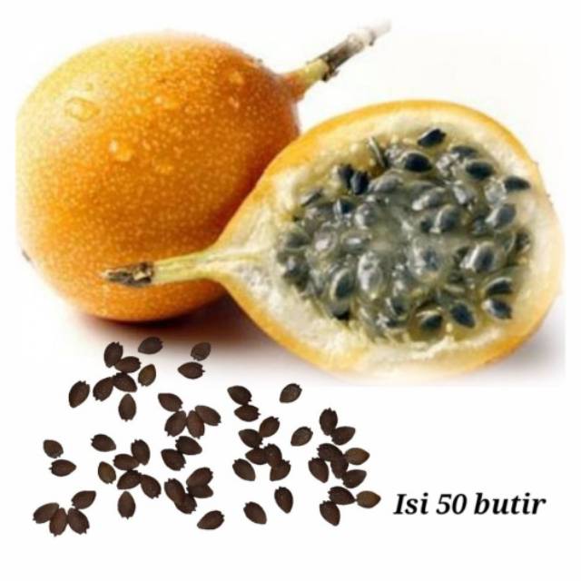 Bibit biji buah markisa kuning benih markisa kuning asam manis