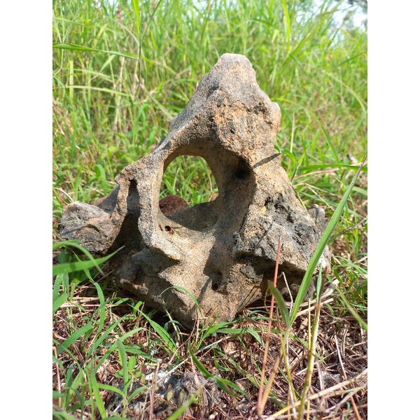 batu karang gunung bolong tengah media bonsai