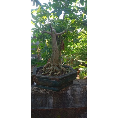 Adenium bonsai