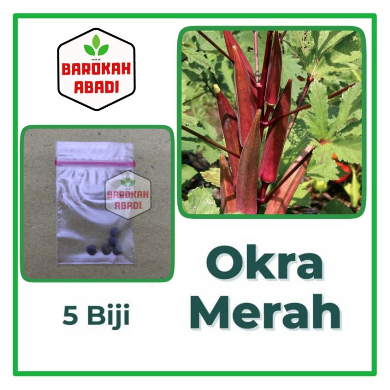 5 Benih Okra Merah Carmine Splendor F1 Hibrida Bibit Sayuran Known You Seed Tanaman