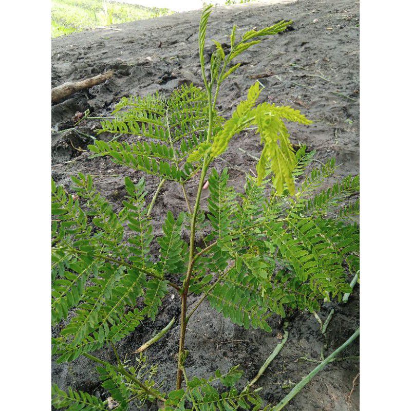 

Daun petai cina daun petai padi daun lantoro 250gram