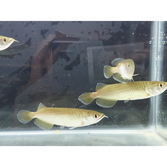 Ikan arwana jardini batik gold / arwana jardini fish ...