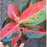 Aglaonema Kochin RHCP/Red Ayu