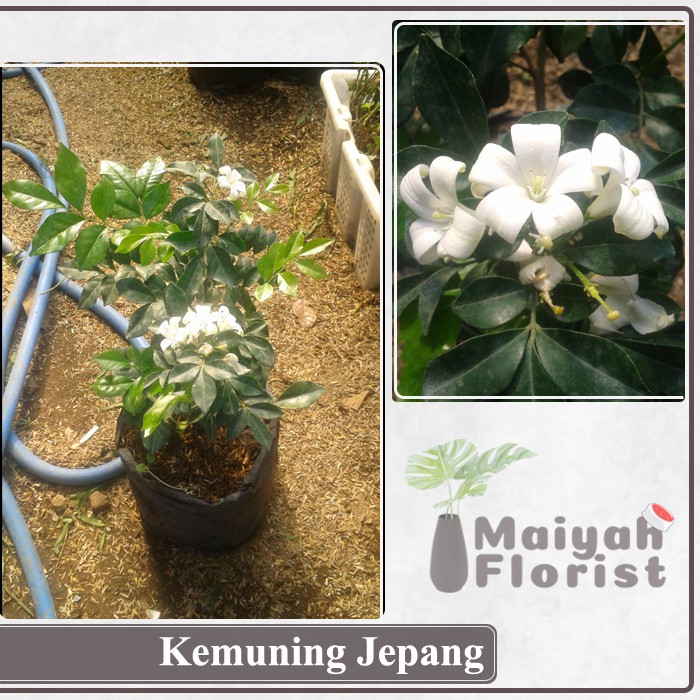 Bunga Kemuning Jepang - Tanaman Hias