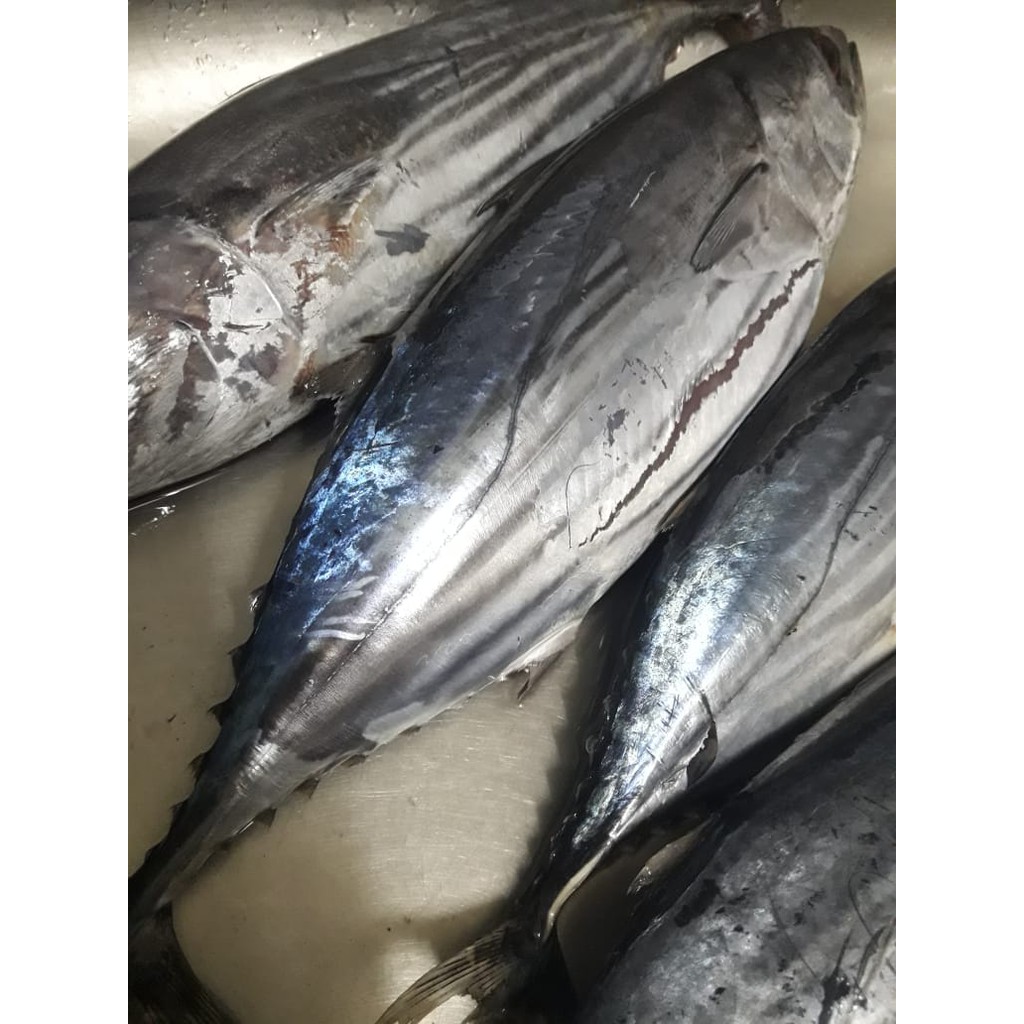 

Cakalang