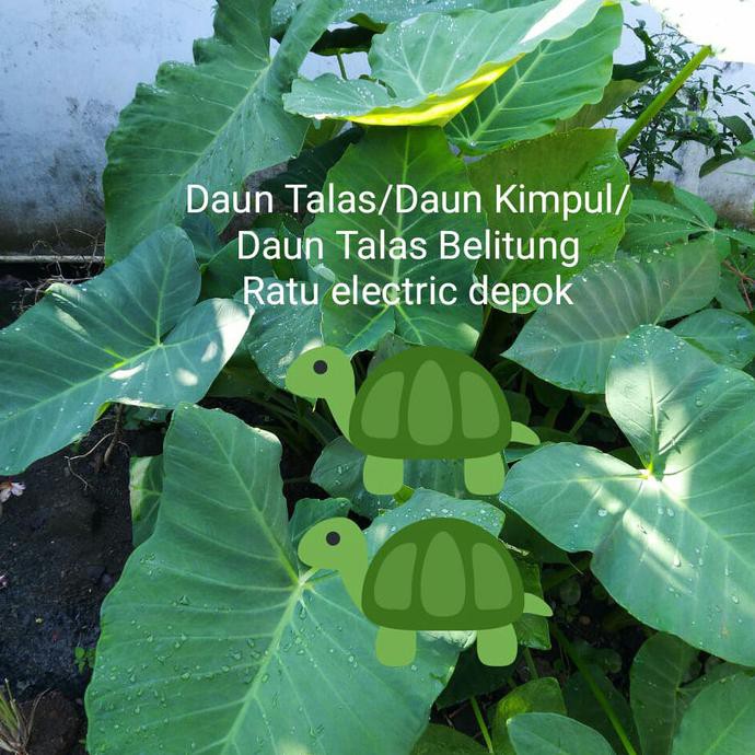 Daun Talas 3 Kg / Daun Kimpul 3 kg / Daun Talas pakan kura kura ratele992 Segera Dapatkan