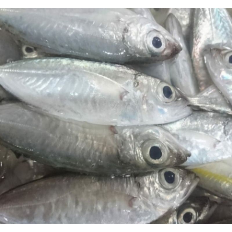 

ikan bentrong segar 1kg