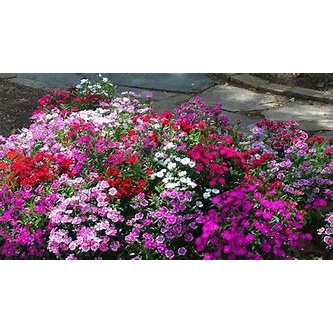 dianthus (Dianthus caryophyllus )remix - tanaman anyelir - bibit bunga dianthus ( 2 warna)