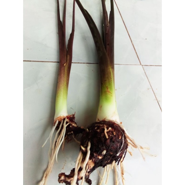 BIBIT TALAS UNGU/LOMPONG