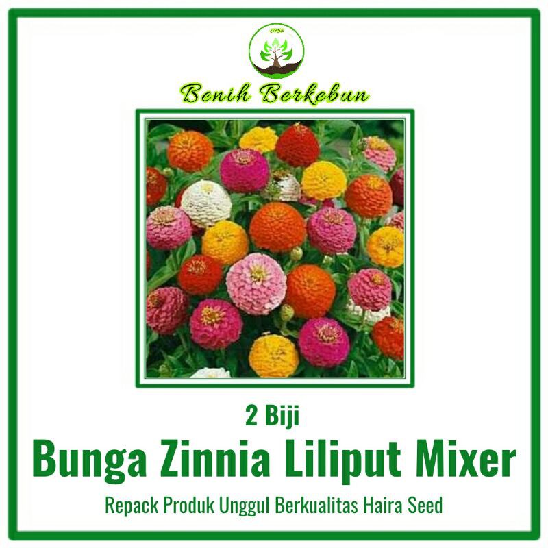2 Benih Bunga Zinnia Liliput Mixer ( Haira Seed)