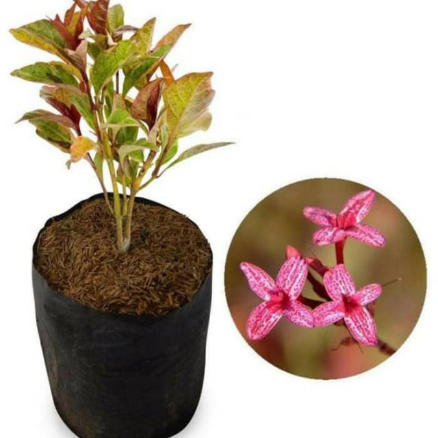 Tanaman melati jepang merah Tanaman hias bunga melati Jepang merah